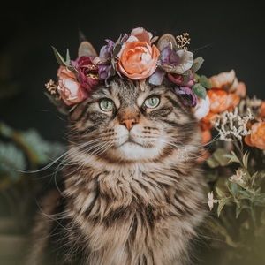 Meet your Posher, Eva